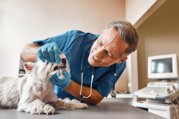 Best Mobile Emergency Dentist in Alexandria Bay, NY